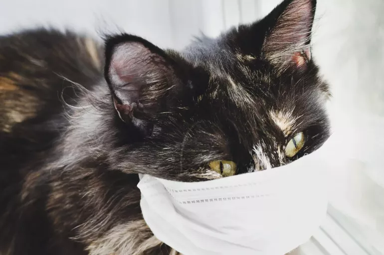 Bu da kedi koronavirüsü: FIP! Covid19 virüsünün mutasyona uğramasıyla gelişen FIP hastalığı kedilerin hayatını tehdit ediyor!