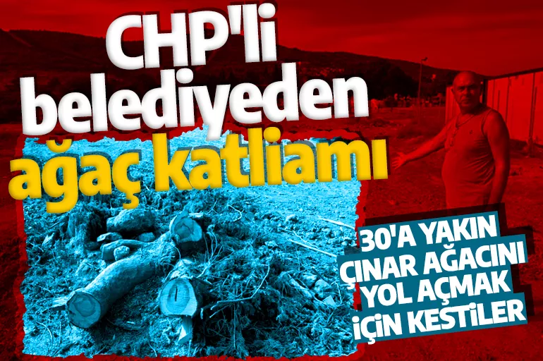 CHP'li belediye asırlık ağaçları katletti! Vatandaş tepkili