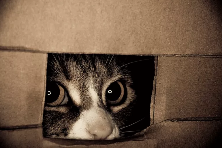 Kediler neden saklanır? Evin maskotu olan kediler sadece korktukları zaman saklanmıyor!