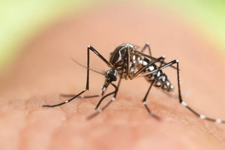 Kokunuz sivrisineğin ilgisini çekiyor olabilir! İşte sivrisineğin bazı insanları daha çok ısırmasının nedenleri!