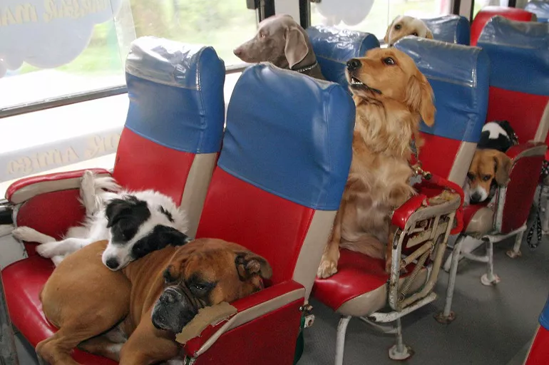 Son dakika: İstanbul'da kedi ve köpekler artık otobüs, metro, vapur gibi toplu ulaşımlara alınacak
