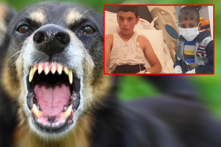 Bitlis'te kuduz köpek paniği: Isırılan 2 çocukta tespit edildi