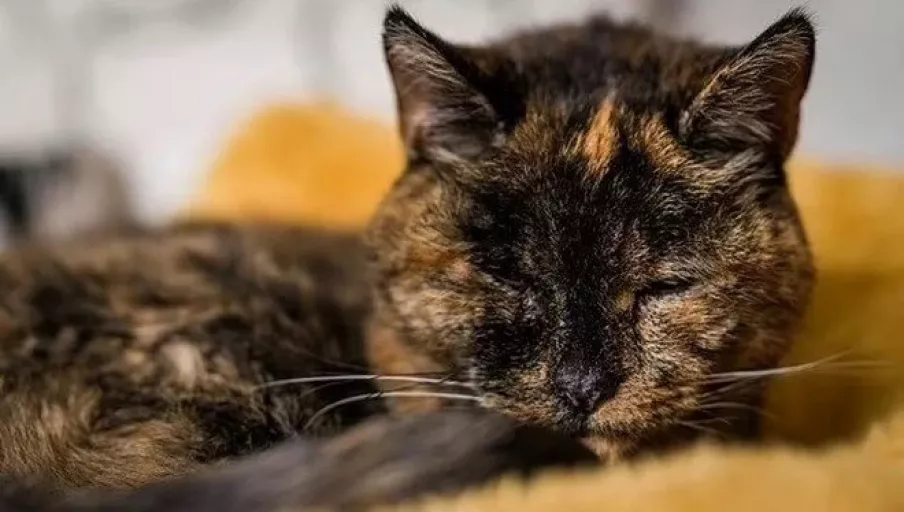Dünyanın en yaşlı kedisi Flossie bakın kaç yaşında?