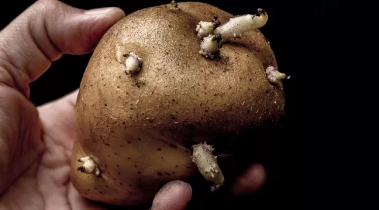 Filizlenmiş patates yemek tehlikeli mi? Uzmanlara göre bu patatesler atılmalı