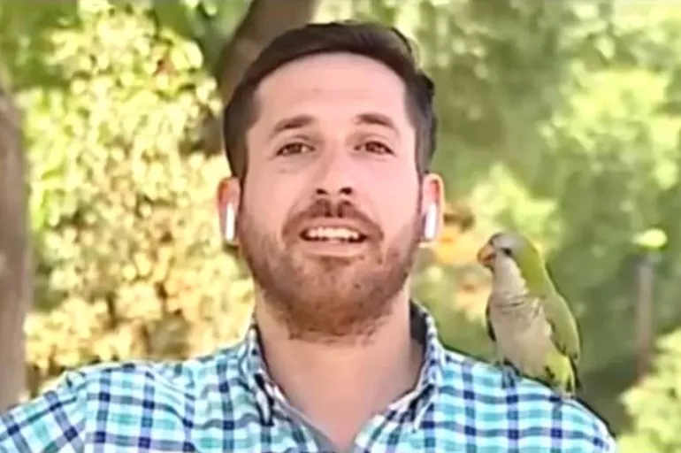 Papağan muhabirin kulaklığını çaldı: Canlı yayında inanılmaz olay