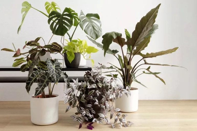 Sağlığınız için eve bu bitkileri alabilirsiniz! İşte stresi ortadan kaldırıp şifa veren 5 bitki!