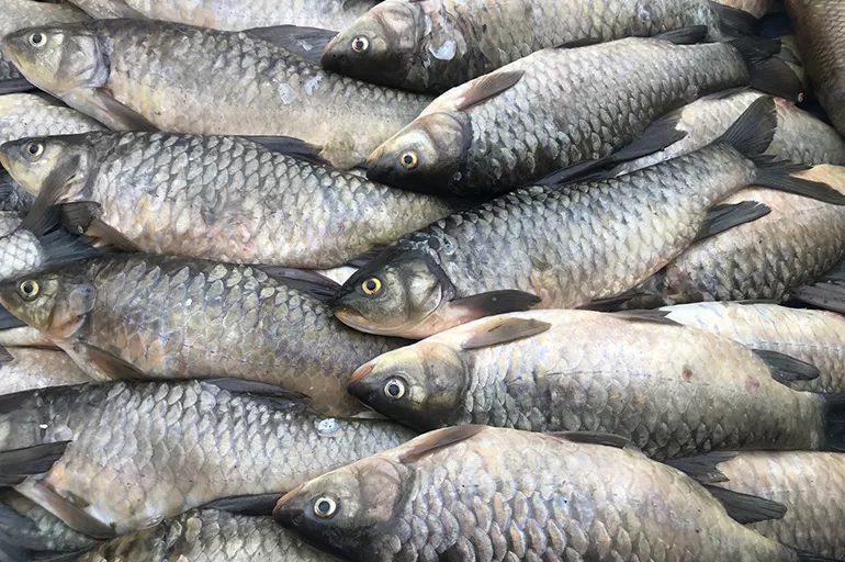 Fırat Nehri'nde istilacı balık ile mücadele: İsrail sazanının popülasyonu azaltılacak