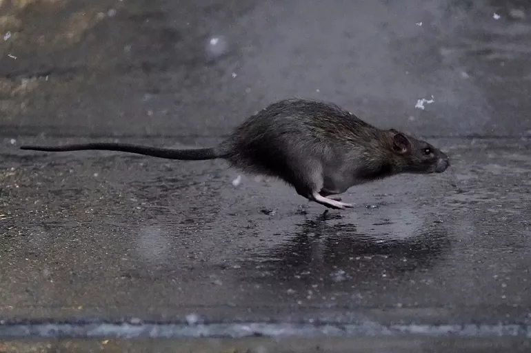 New York farelere teslim oldu! Belediye farelerle mücadele için iş ilanı açtı