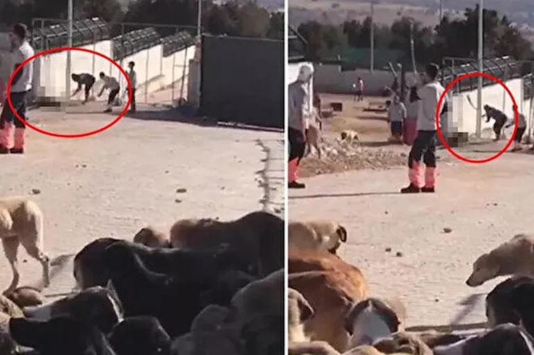 Son dakika: Konya'da köpekleri katleden barınak görevlileri için iddianame hazırlandı