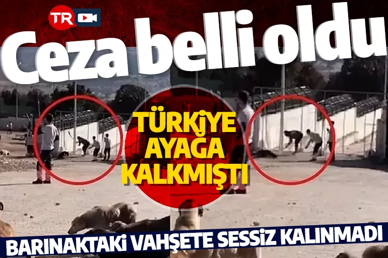 Konya'da vahşet! Barınaktaki köpek katillerinin cezası belli oldu!