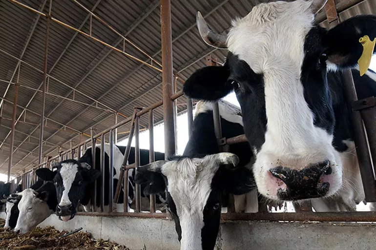 Çinli bilim insanlarından 'yok artık' dedirten çalışma: Mutant 'süper inekler' geliyor