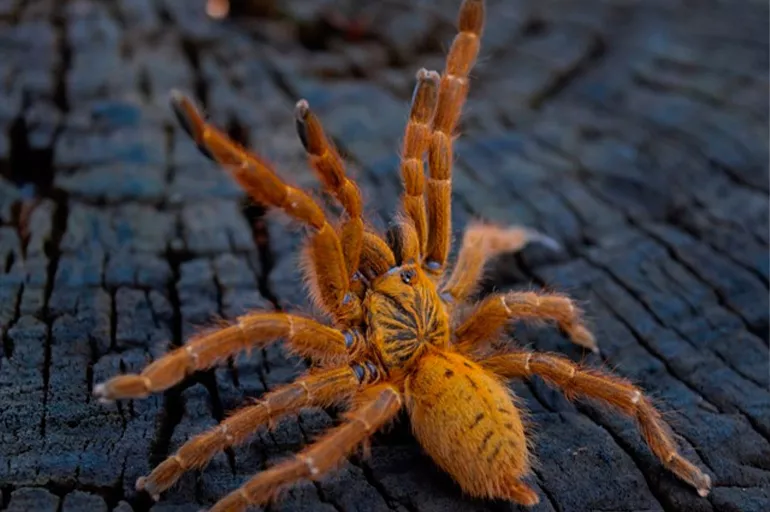Dünyanın en zehirli örümceği satışta: Bir tanesinin fiyatına inanamayacaksınız