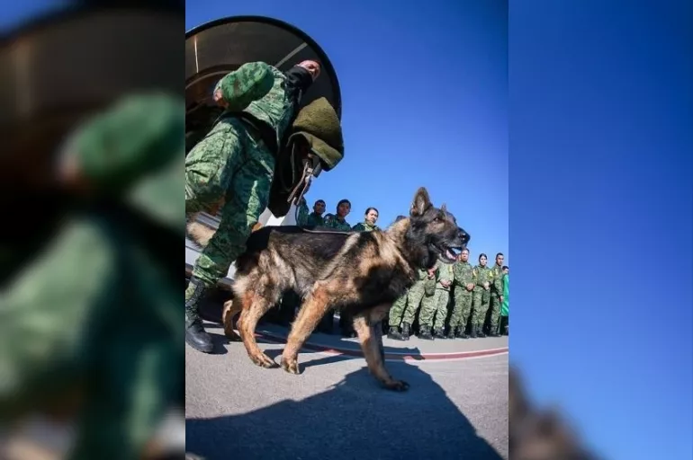 Minnettarız Proteo! Meksika'nın ünlü deprem sonrası kurtarma köpeği Türkiye'de hayatını kaybetti