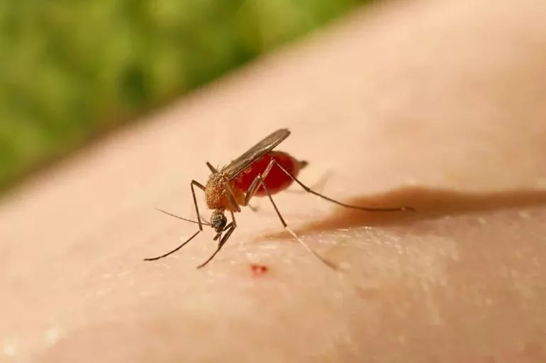 Bu yaz sivrisinek kabusu yaşamayacaksınız! İşte sivsinekleri anında uzaklaştıran yağlar