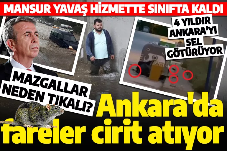 Ankara Büyükşehir Belediyesi'nin sorumsuzluğu ayyuka çıktı! Ankara'nın sokaklarını selden sonra fareler bastı!