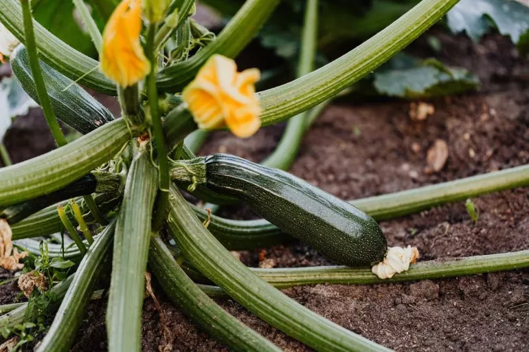 Rüyada kabak görmek ne demek? Rüyada kabak tatlısı yemek ne anlama ...