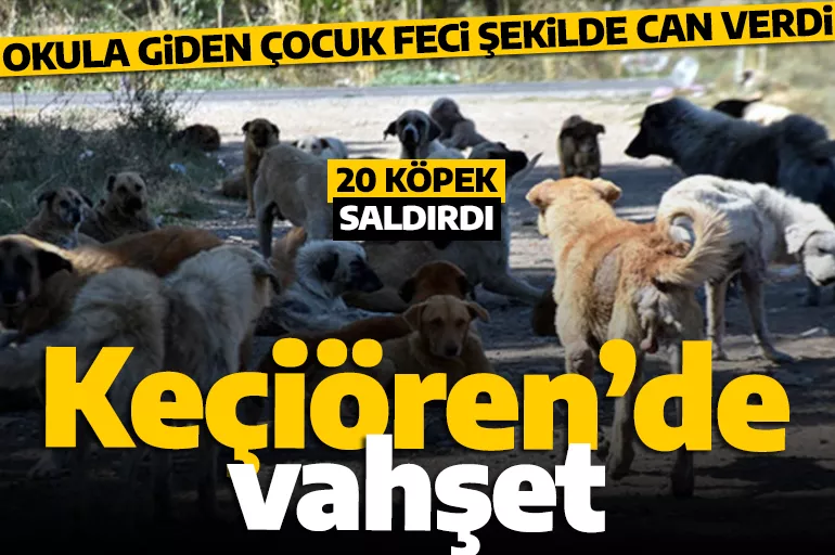 Ankara'da başıboş köpek vahşeti: 20 köpek çocuğa saldırarak öldürdü!