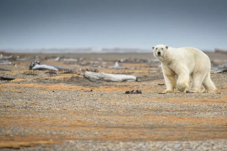 kutup ayısı eriyen buzullar