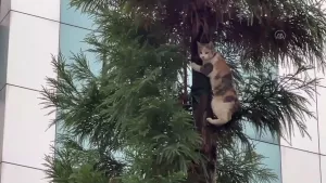 Rize'de ağaçta mahsur kalan kedi mahallede olay oldu
