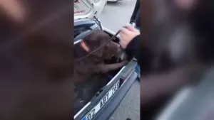 Uyuşturucuları LPG tankı borusuna saklayan sürücü dedektör köpeğe yakalandı!