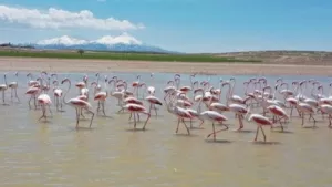 Flamingolardan Tuz Gölü'nde görsel şölen
