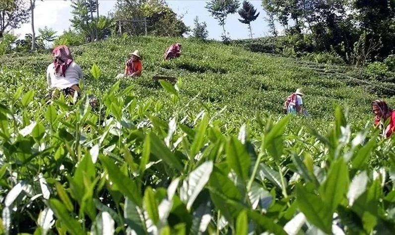 2024 Çay üreticilerine destek ödemesi yattı mı, hesaplara ne zaman yatacak? 2024 çay desteği ödemeleri...