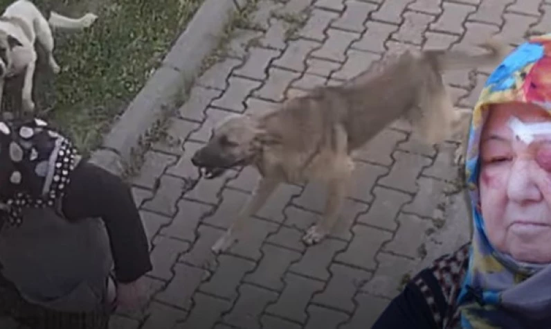 Edirne'de başıboş köpek dehşeti! Kanlar içinde yerde kaldı tanınmaz hale geldi