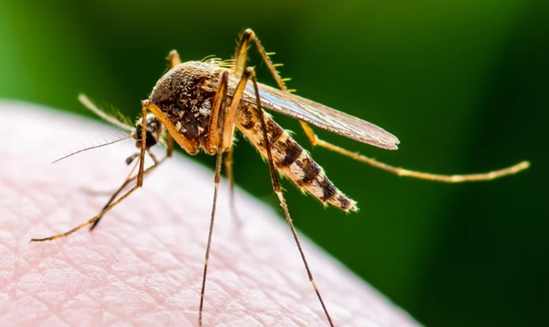 Dünya, Rusya'dan gelecek virüs tehdidi ile karşı karşıya! Bu kez kaynağı sivrisinekler