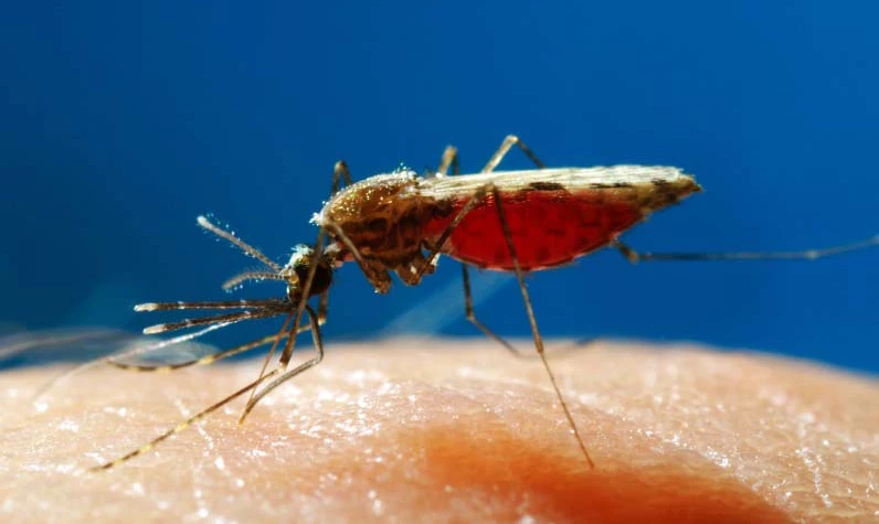 25 Nisan Dünya Sıtma Günü: Sıtma nedir? Sıtma belirtileri nelerdir? Sıtma öldürür mü? Sıtma vakaları en çok hangi ülkede görülüyor?