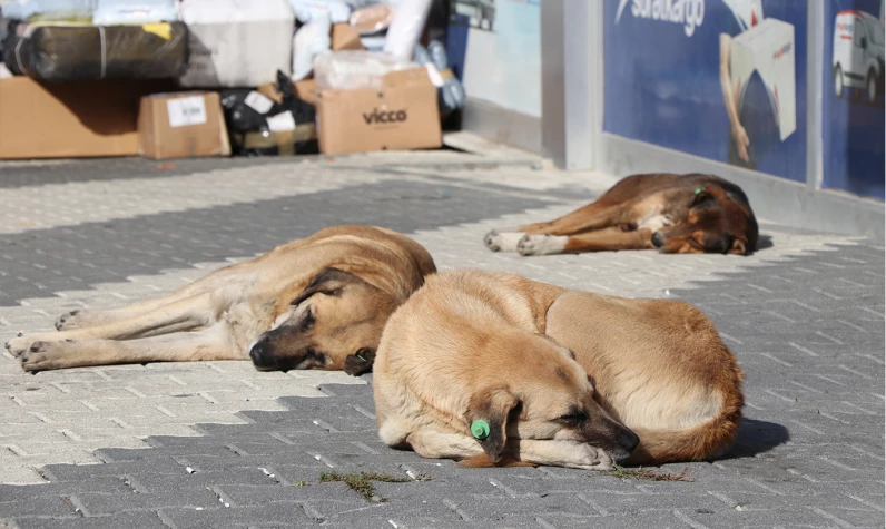 Saldırıların önü kesilmiyor! AK Parti'den sokak hayvanları için yeni yöntem: Acısız ve merhametli uyutma!