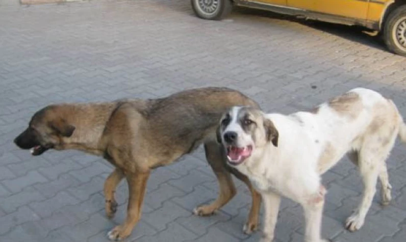 Çevredekiler zor kurtardı! Yine başıboş sokak köpeği saldırısı: Küçük çocuğa saldırdılar!