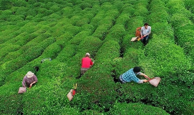2024 çay alım fiyatı açıklandı: İşte üreticinin kilogram başına eline geçecek miktar
