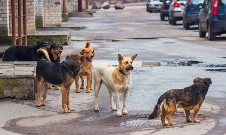 Başıboş sokak köpeği terörü için taslak ortaya çıktı: Son aşama belli oldu