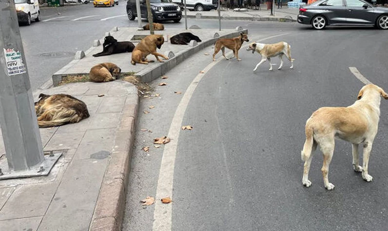 Kocaeli Valiliği başıboş sokak köpekleri sorununu çözmek için ilk adımı attı: Acısız bir şekilde itlaf edilecekler
