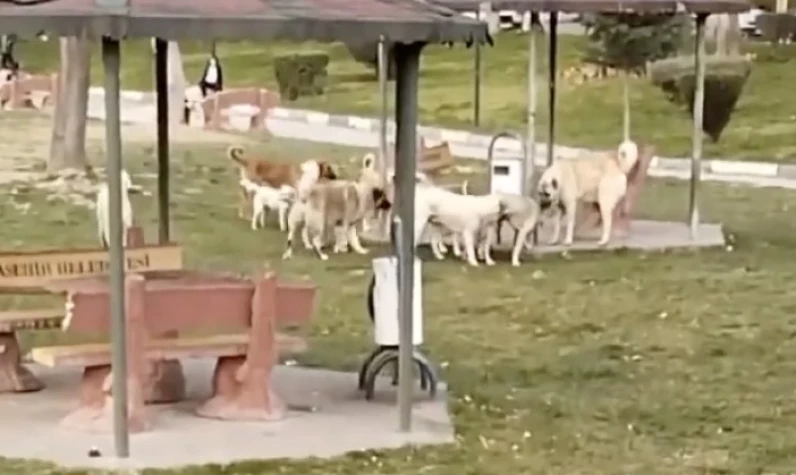 Başıboş köpek sürüsü korku saçıyor: Parkları rehin aldılar!