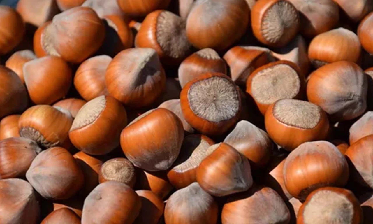 Fındık üreticileri paniğe zorlanıyor! Manipüle iddialarıyla fiyatlar çakıldı