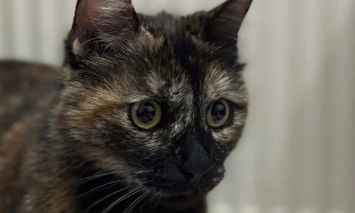 Burak Alan'ın annesi kimdir? Fatma Alan nereli, ne iş yapıyor?