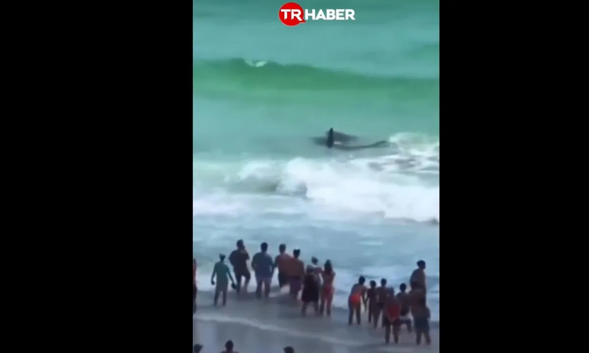 Filmleri aratmadı! Köpekbalığı ve vatoz kıyıda kapıştı: Vatandaşlar heyecanla izledi! 