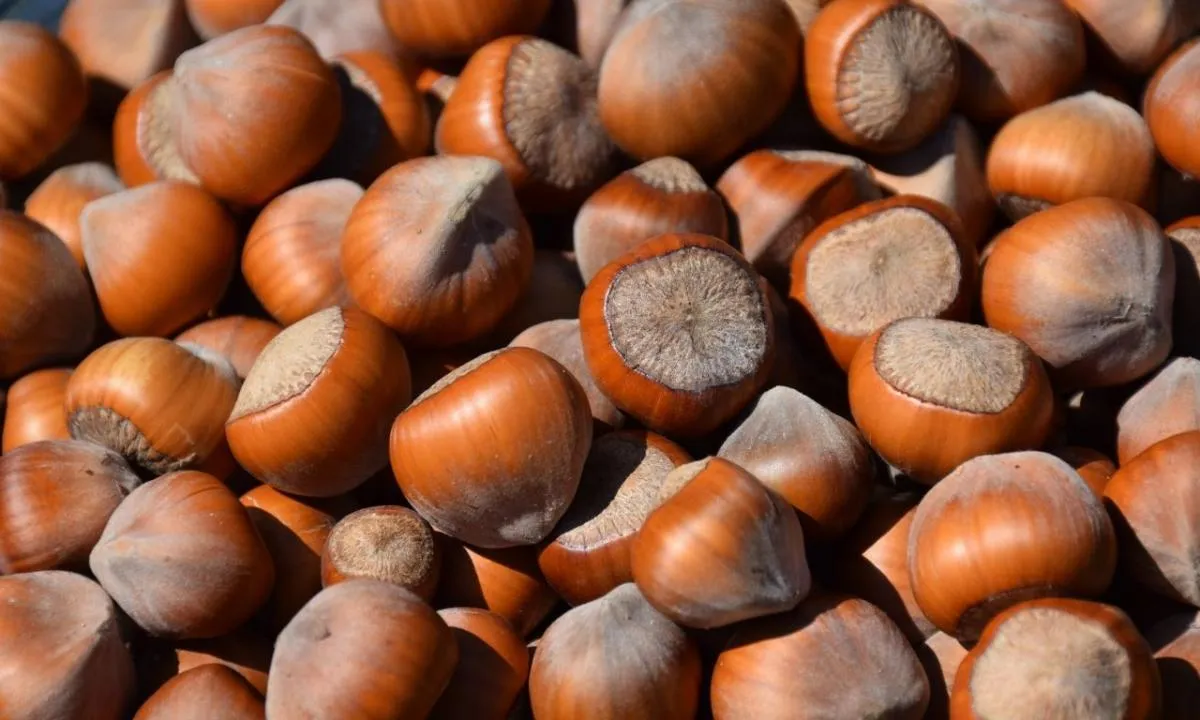 Fındık alım fiyatı açıklandı! Taban fiyatlar el yakıyor