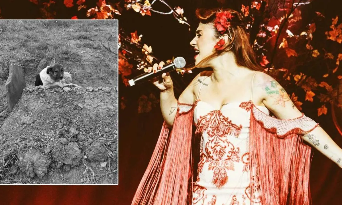 Sahibinin mezarını 10 gün boyunca terk etmemişti! Sadık köpek artık Ceylan Ertem'le yaşayacak