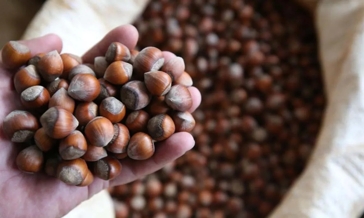 Günlük fındık fiyatları 7 Ağustos! Perşembe fındık fiyatı ne kadar, kaç TL oldu?