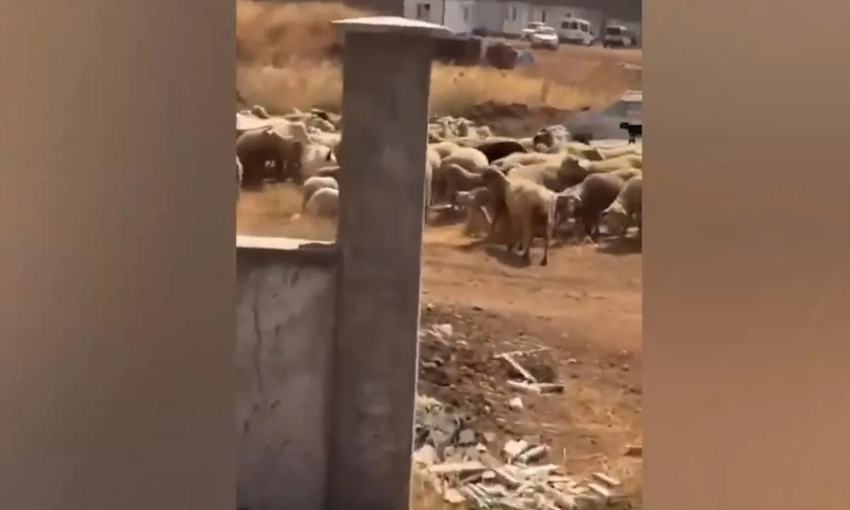 Çanakkale'de alevler büyüdü! Bir vatandaş hayvanlarıyla kaçtı: Site onu içeriye almadı! 