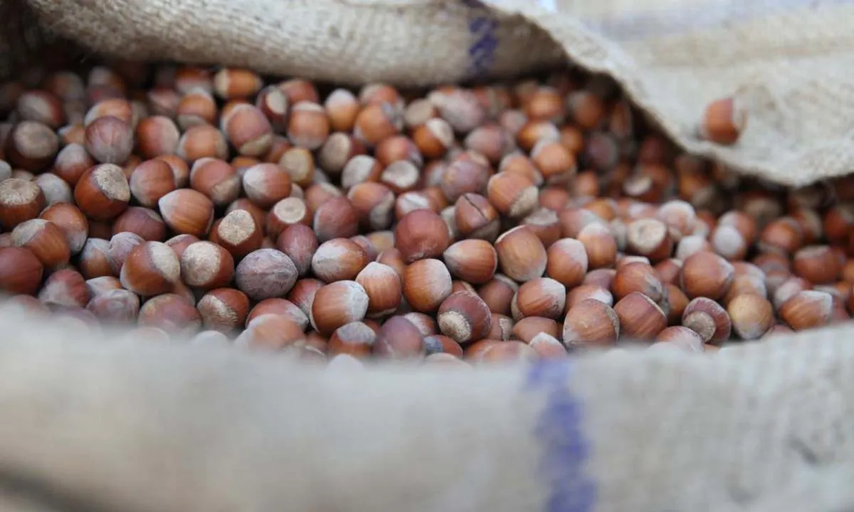 Günlük fındık fiyatları 13 Ağustos! Çarşamba fındık fiyatı ne kadar, kaç TL oldu?