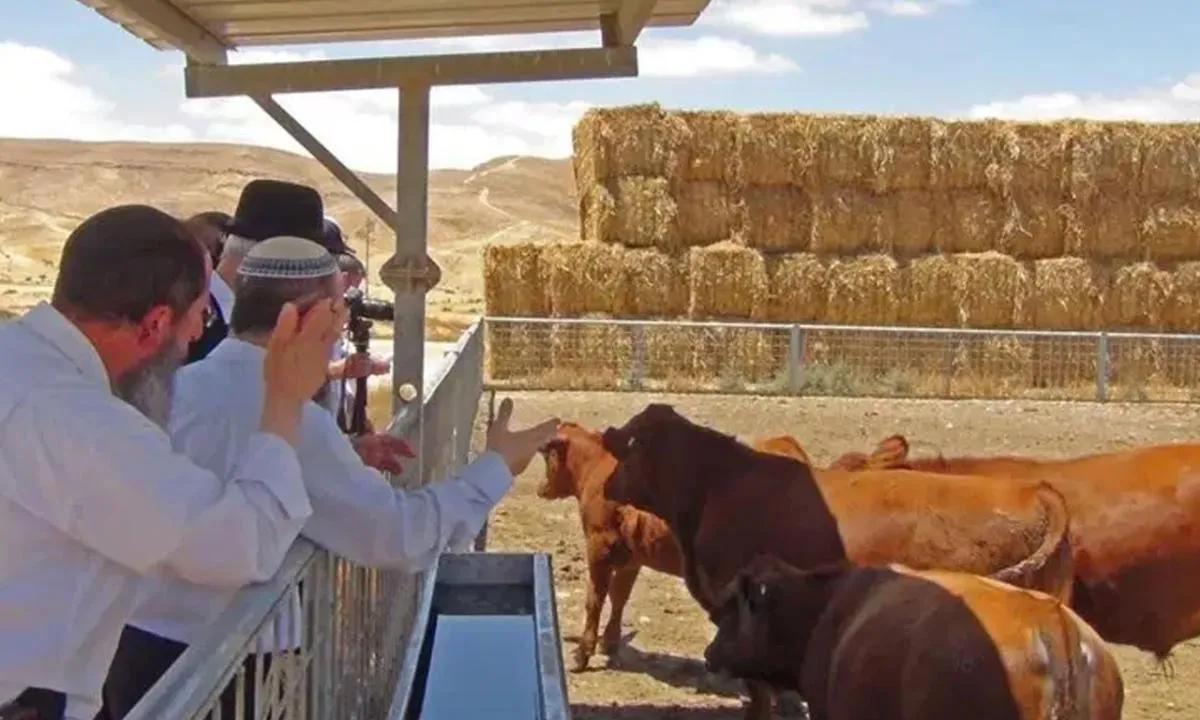 'Büyük İsrail' safsatası için harekete geçtiler! Kızıl düve kurban edildi