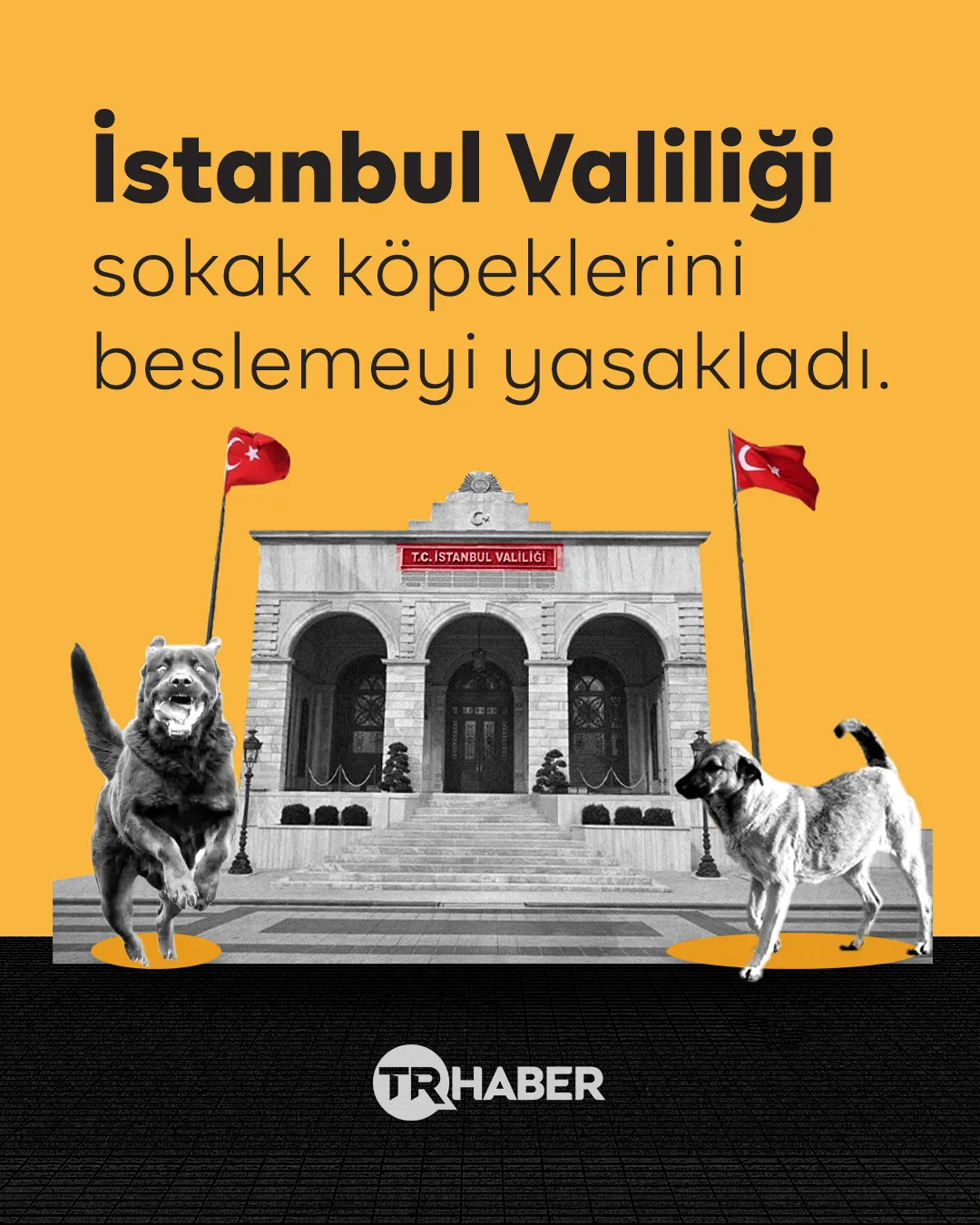 Genelge yayınlandı: Köpek beslemek yasak